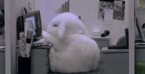 funny gif-picture-bunny-passes-out